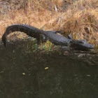 Gator