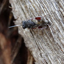 Antrocephalus sp.?
