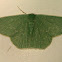 Emerald moth