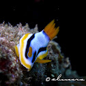 Anna's Chromodoris