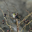 Eurasian Siskin