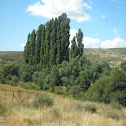 Álamo negro / Black Poplar