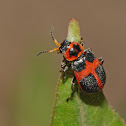 Red cross beetle (female)
