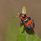 Red cross beetle (female)