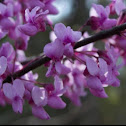 Red Bud