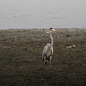 Grey Heron