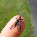 Elm Borer