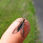 Elm Borer