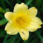 Day Lily