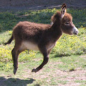 Miniature Donkey