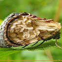 Looper moth