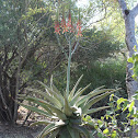 Tree Aloe