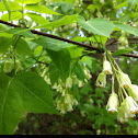 American bladdernut
