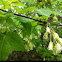 American bladdernut