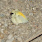 Dainty Sulphur