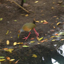 Grey-necked Wood Rail