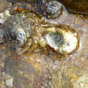 hermit crab 寄居蟹