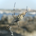 Lobed Argiope