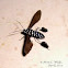 Horama plumipes