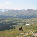 Elk