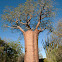 Baobab forest