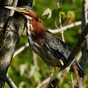 Green Heron