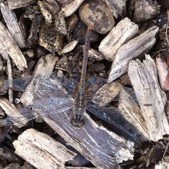 Spotting Image 1