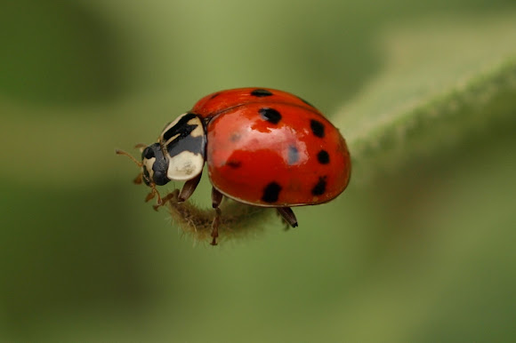 Spotting Image 1