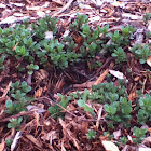 Chocolate Mint