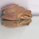 Golden toad