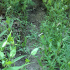 Animal trail