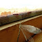 Antlion