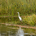 Garza blanca-llanera