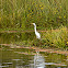 Garza blanca-llanera