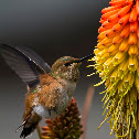 Rufous Hummingbird