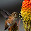 Rufous Hummingbird