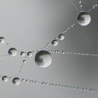 spider web