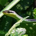 Bronzeback Snake