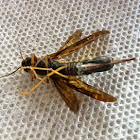 Pigeon Horntail Wasp