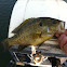 Rock Bass