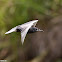 Black Tern