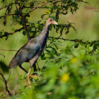 Purple Gallinule