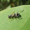 Clerid beetle