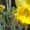 Narciso