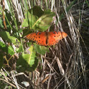 Gulf Fritillary