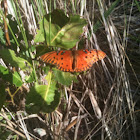 Gulf Fritillary