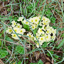 Primrose/Trobentica