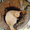 Golden Brushtail Possum