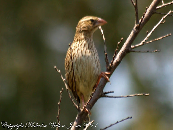 Spotting Image 1
