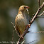 Yellow-crowned Bishop, female